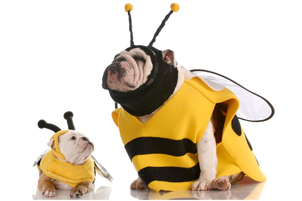pies pszczoła